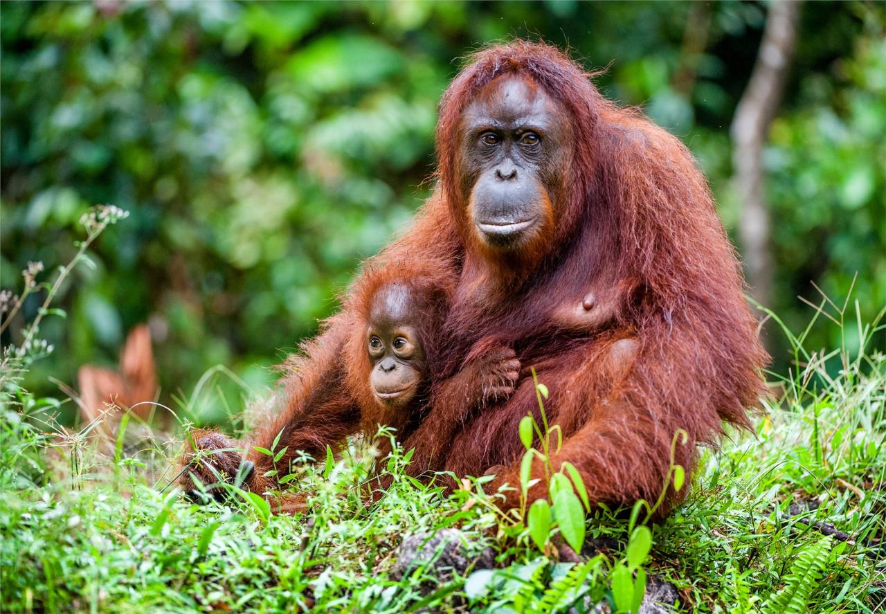 Malajsie, Borneo - dobrodružná cesta za přírodou a zvířaty Sarawaku a Sabahu
