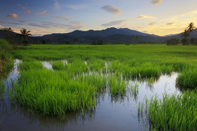 Tabin - Borneo