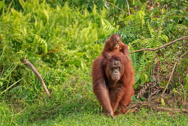 orangutani na Borneu