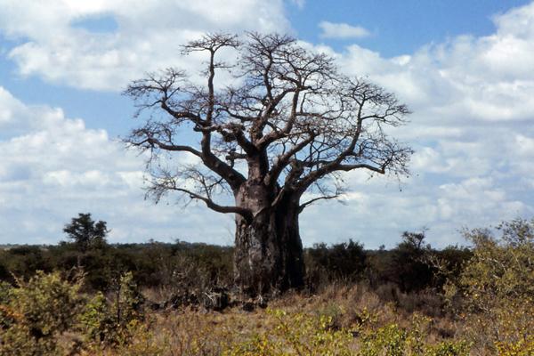 baobab