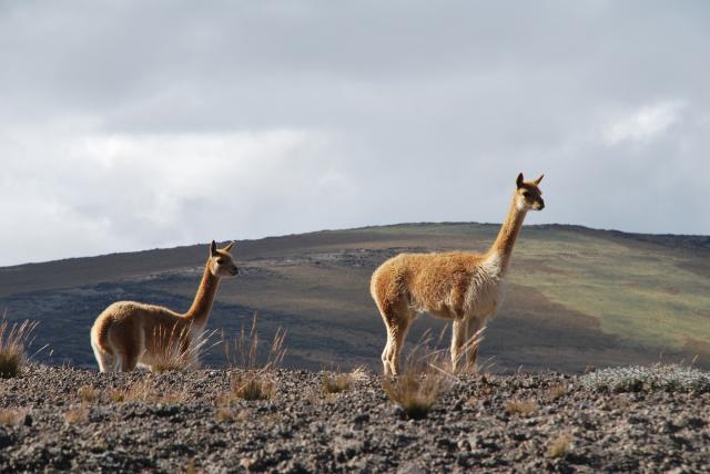 severni peru 19