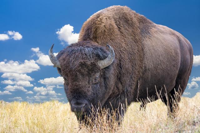 Vzhůru do Yellowstonu