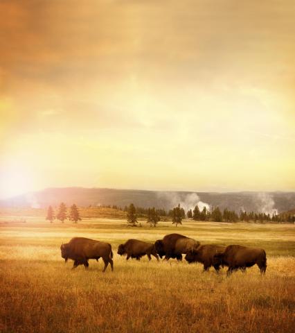 Vzhůru do Yellowstonu