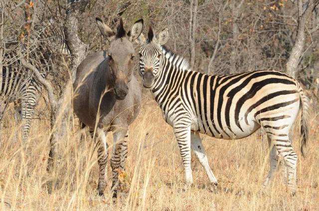 Zimbabwe - ve stopách Emila Holuba