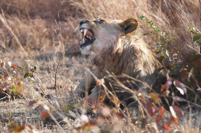 Zimbabwe - ve stopách Emila Holuba