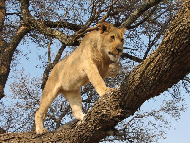 Zimbabwe - ve stopách Emila Holuba