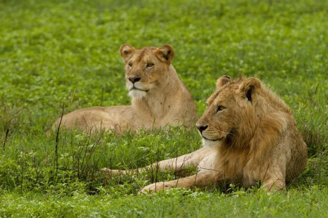 Cape Town & Victoria Falls & safari v rezervaci Matusadona