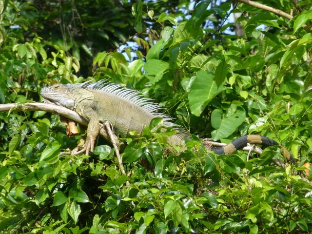 Panama - Nikaragua - Kostarika