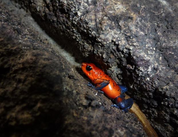 Panama - Nikaragua - Kostarika