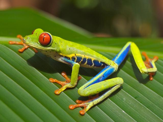 Panama - Nikaragua - Kostarika