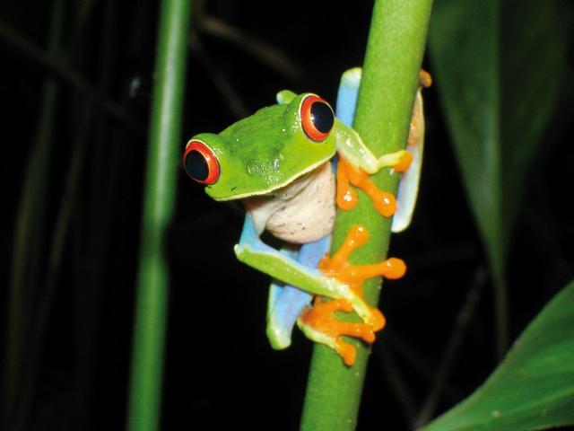 Panama - Nikaragua - Kostarika