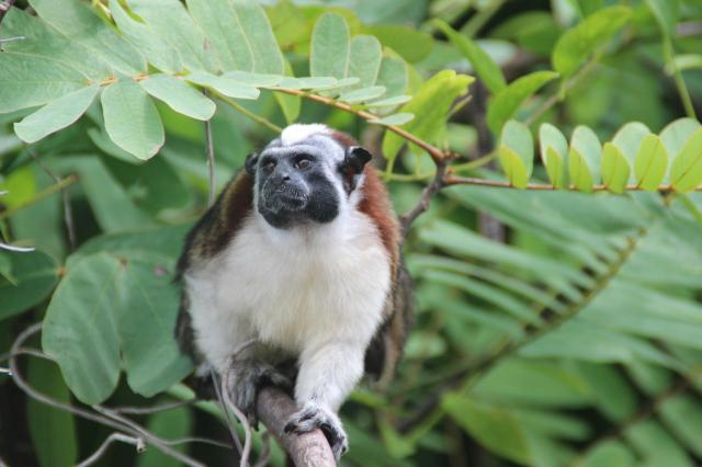 Panama - Nikaragua - Kostarika
