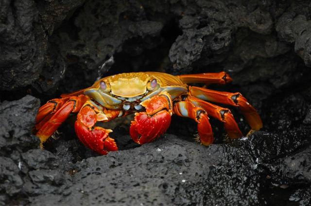 Ekvádor od rovníku k Pacifiku a 5denní plavba po Galapágách