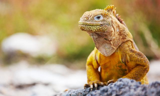Ekvádor od rovníku k Pacifiku a 5denní plavba po Galapágách