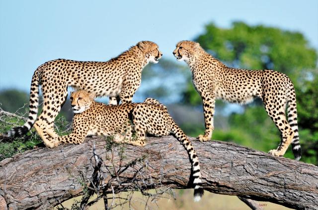 Victoria Falls & safari v rezervaci Hwange │ prodloužení