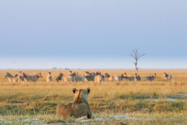 Victoria Falls & safari v rezervaci Hwange │ prodloužení