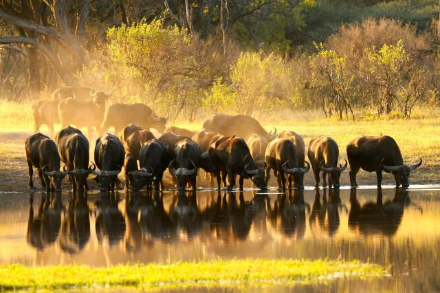 Victoria Falls & safari v rezervaci Hwange │ prodloužení