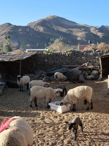 Peru - za tajemstvím Inků  II