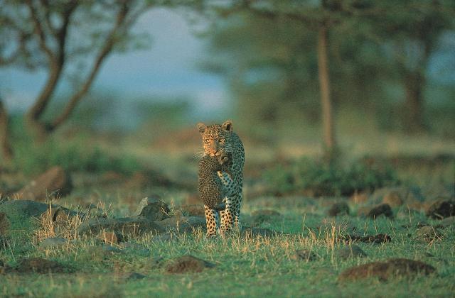 Keňa & Tanzanie: zázraky východní Afriky s českým průvodcem