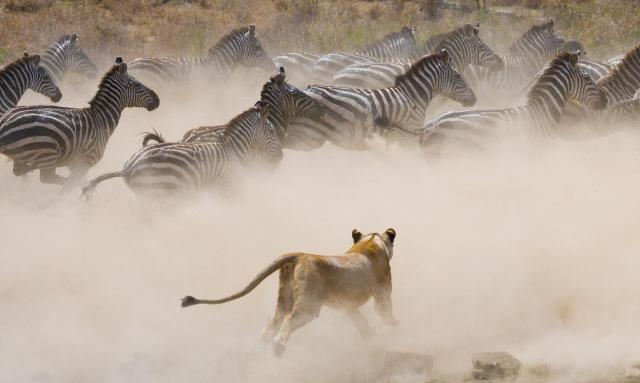 Tanzanie: africká dramata koloběhu života s českým průvodcem