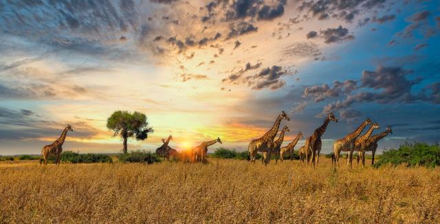 Tanzanie: africká dramata koloběhu života s českým průvodcem