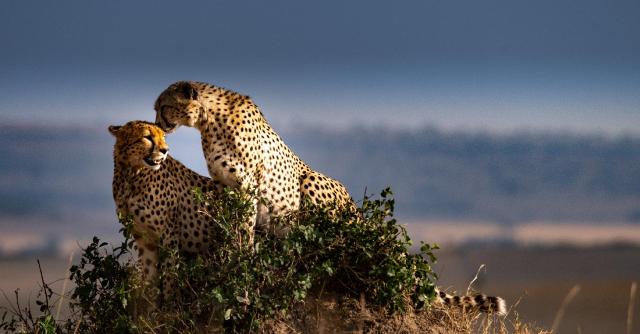 Tanzanie: africká dramata koloběhu života s českým průvodcem