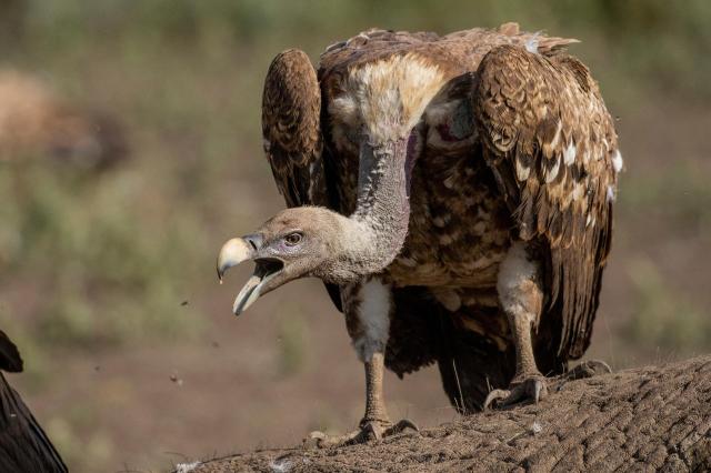 Tanzanie: africká dramata koloběhu života s českým průvodcem