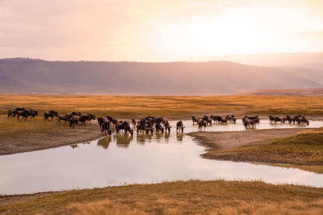 Tanzanie: africká dramata koloběhu života s českým průvodcem