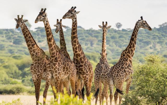 Tanzanie: africká dramata koloběhu života s českým průvodcem