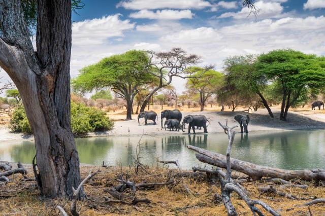 Tanzanie: africká dramata koloběhu života s českým průvodcem