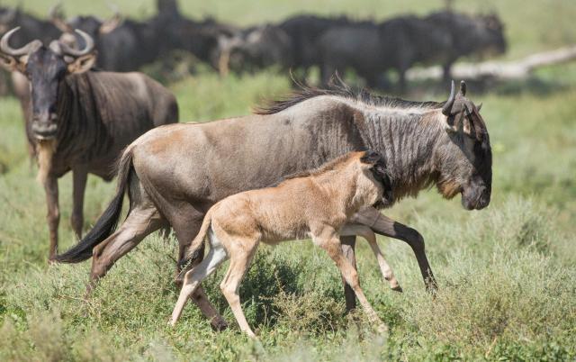 Tanzanie: africká dramata koloběhu života s českým průvodcem