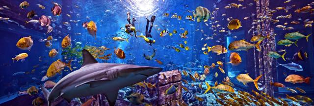 Atlantis The Palm