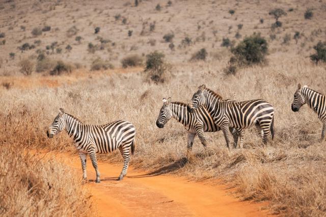 2 dny Safari Tsavo East + pobyt u moře v Neptune Beach