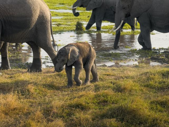 2 dny Safari Tsavo East + pobyt u moře v Neptune Beach