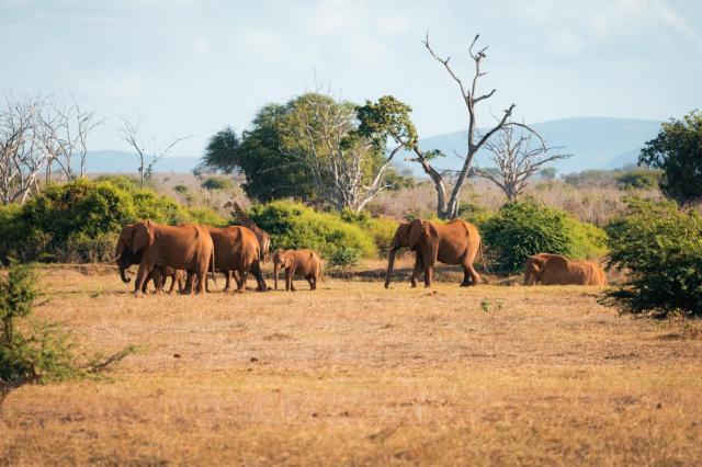 2 dny Safari Tsavo East + pobyt u moře v Neptune Beach