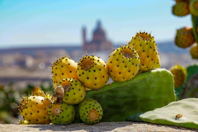 Neobjevené krásy ostrovů Malta a Gozo – 5 nocí