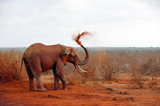 2 Dny Safari Tsavo East + Neptune Paradise