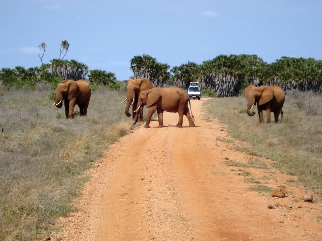 2 Dny Safari Tsavo East + Neptune Village