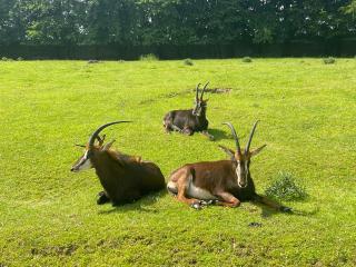 Zoo A Safari Ve Dvoře Králové