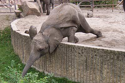 Berlin ZOO