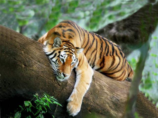 Chitwan