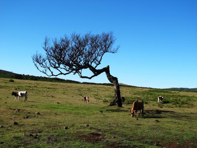 Fanal
