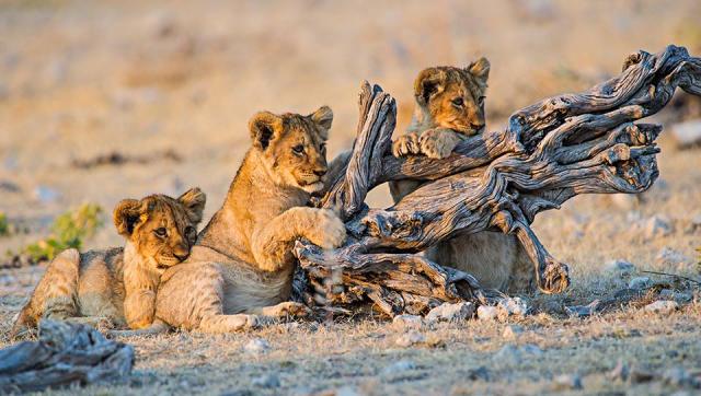 Etosha