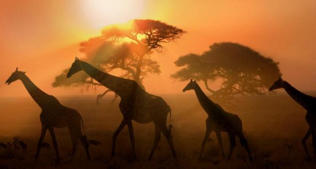 Namibie