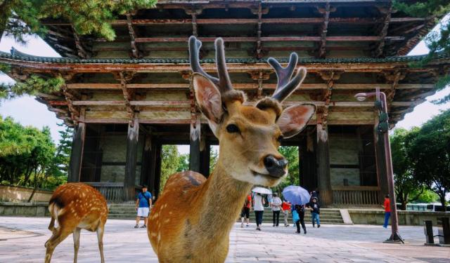 Nara park
