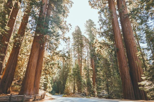 Národní park Sequoia