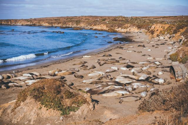 Los Angeles - rypoušové (San Simeon)