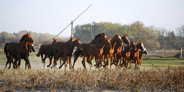Maďarsko - puszta