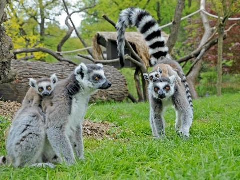 ZOO Lešná