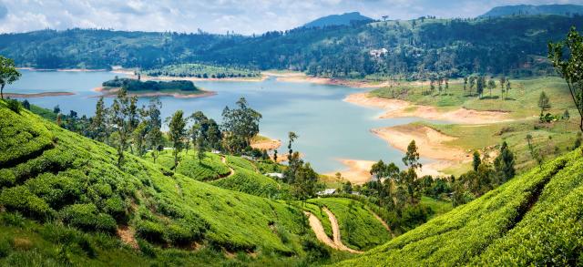 Srí Lanka - čajovníkové plantáže v oblasti Nuwara Eliya